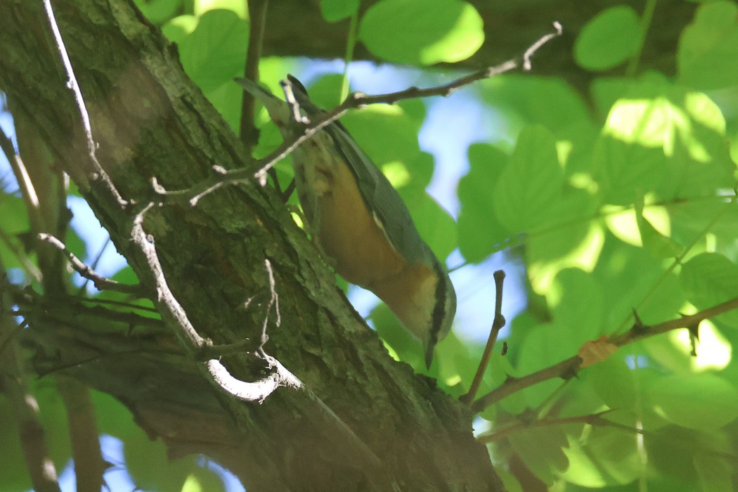 Sıvacı