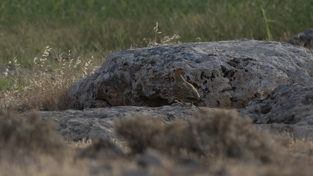 Pin-tailed Sandgrouse