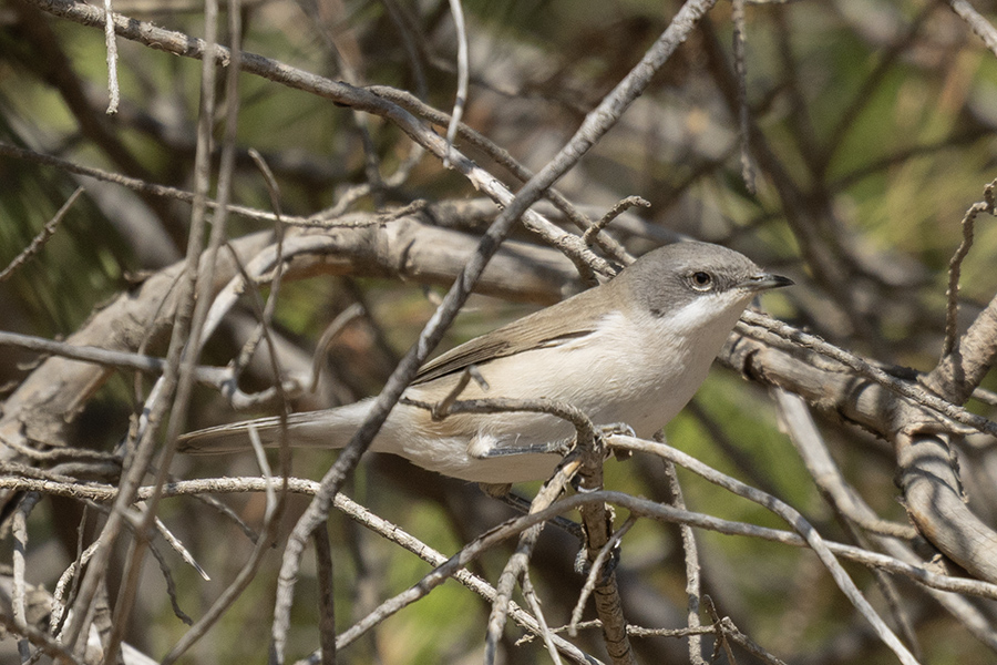 Lesser Whitethroat