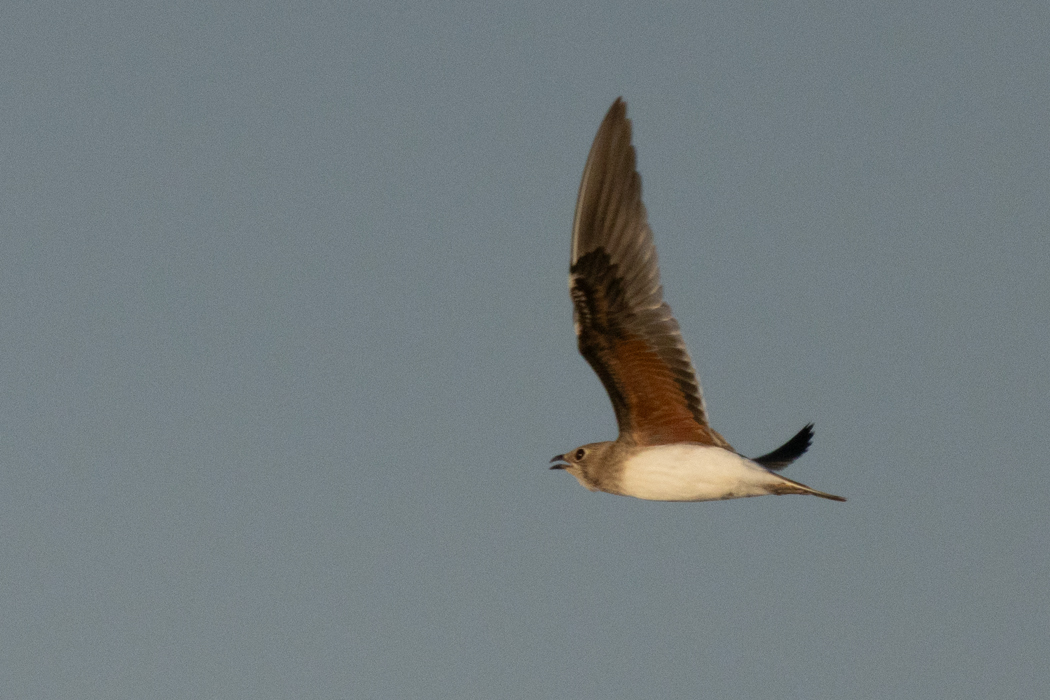 Collared Pratincole