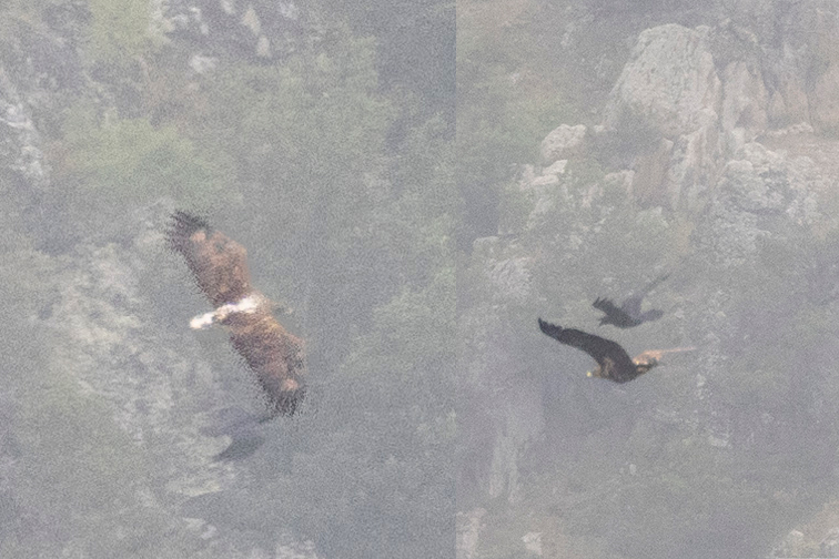 Akkuyruklu Kartal