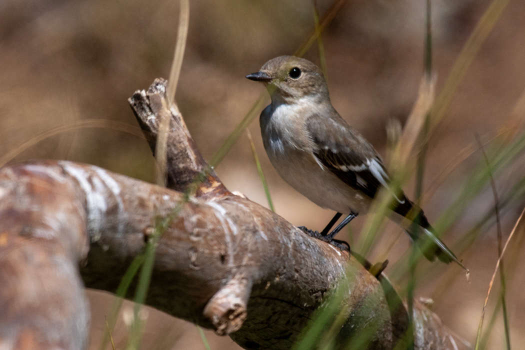 Semicollared Flycatcher