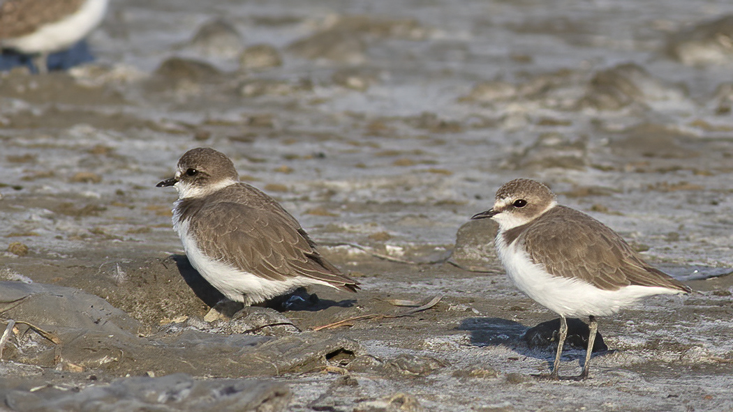 Kentish Plover