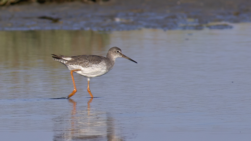 Common Redshank