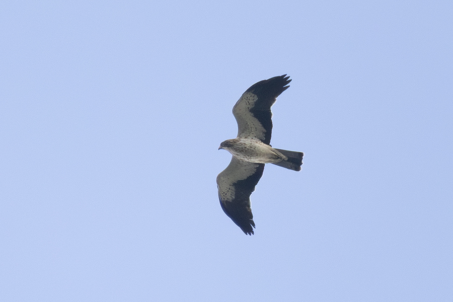 Booted Eagle