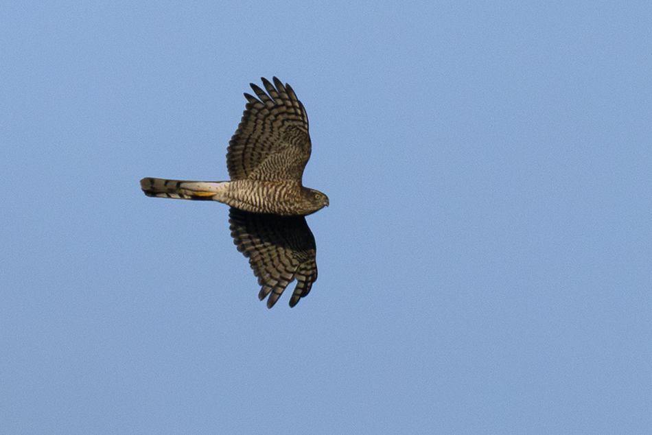 Eurasian Sparrowhawk
