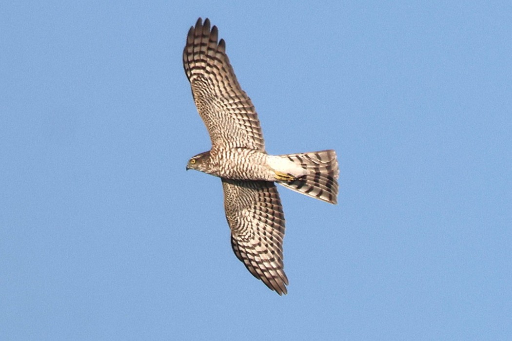 Eurasian Sparrowhawk
