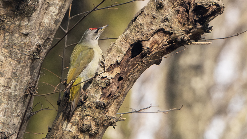 Grey-headed Woodpecker