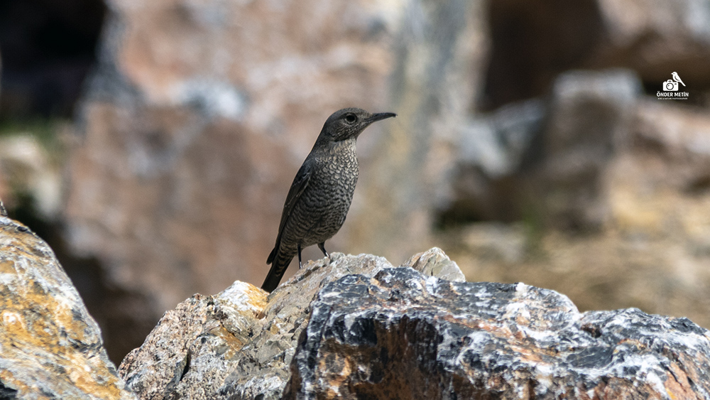 Gökardıç