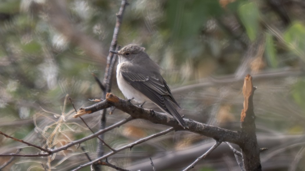 Spotted Flycatcher