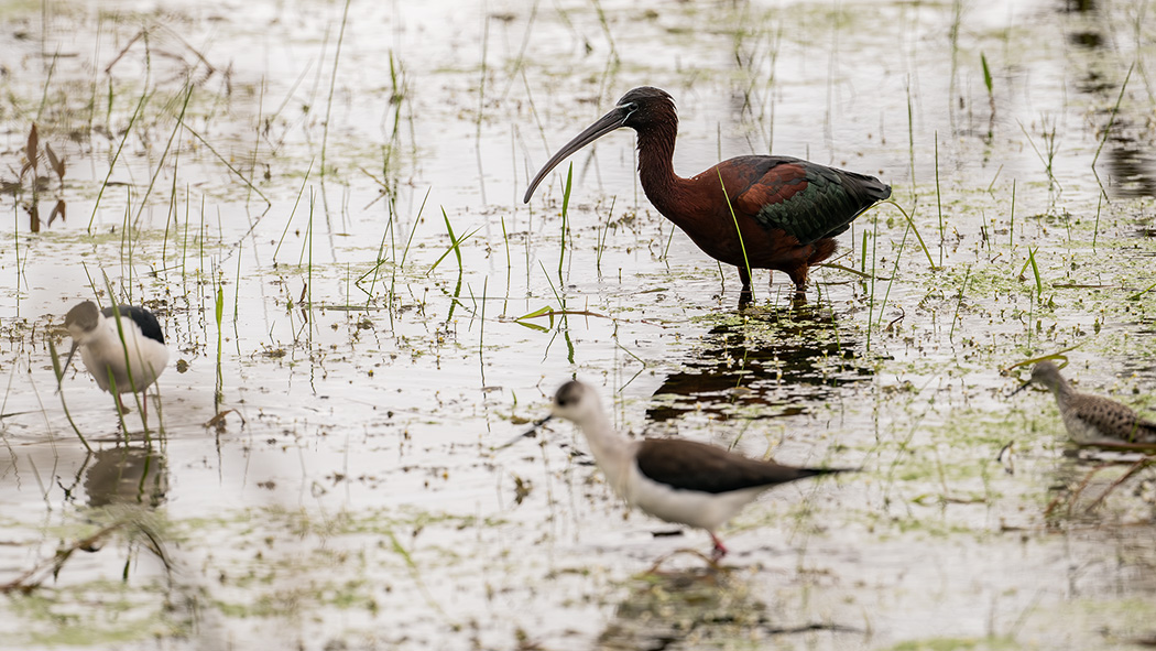 Glossy Ibis