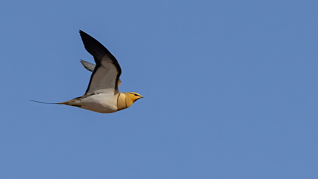 Pin-tailed Sandgrouse