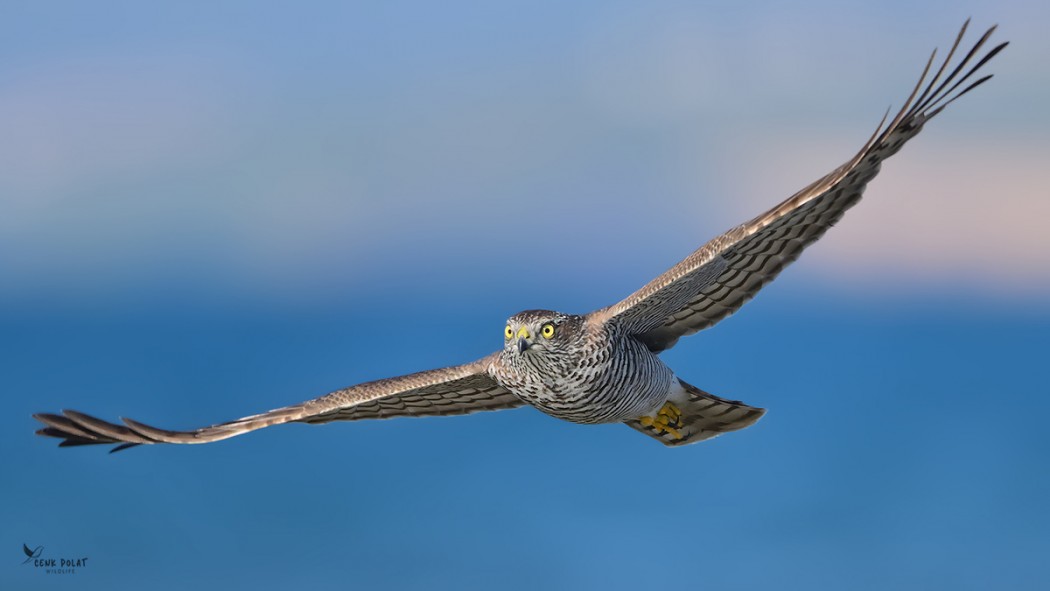 Atmaca