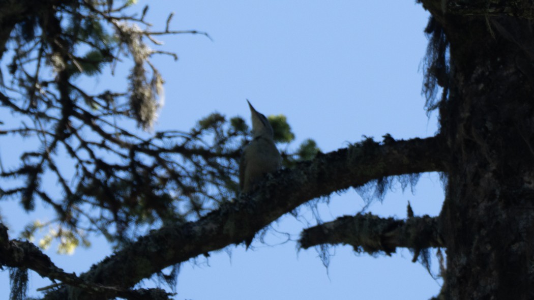 Grey-headed Woodpecker
