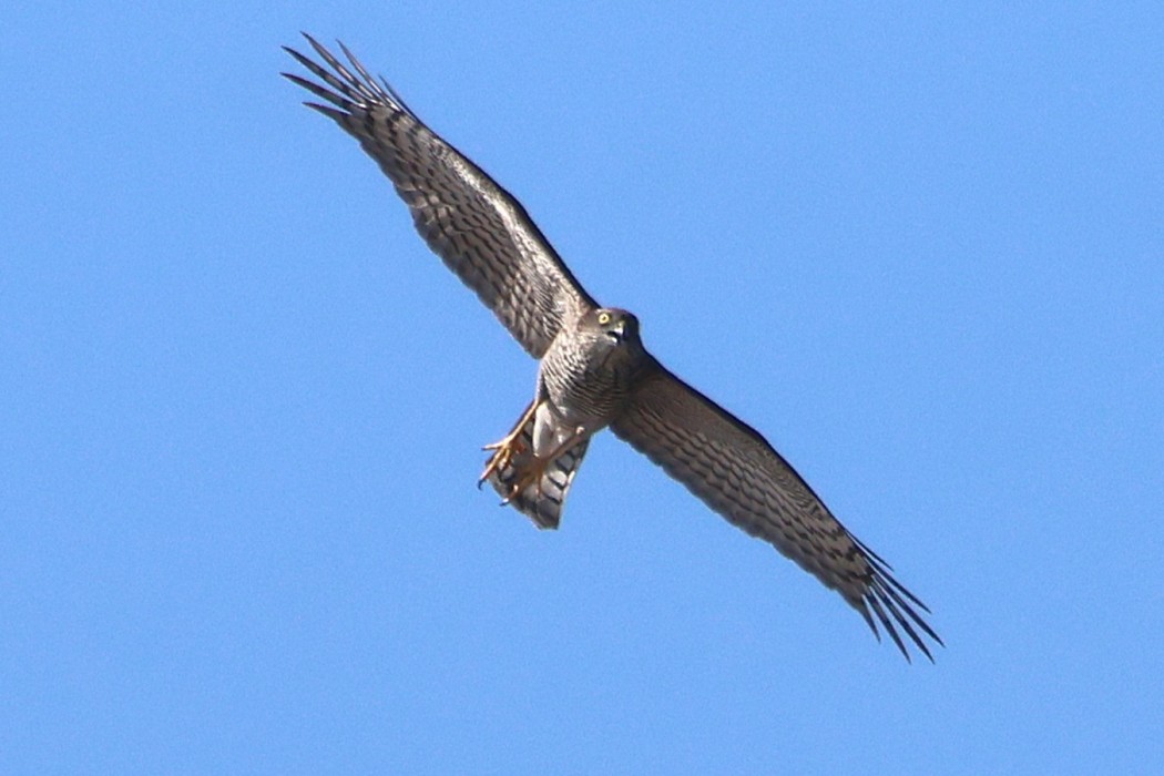 Atmaca