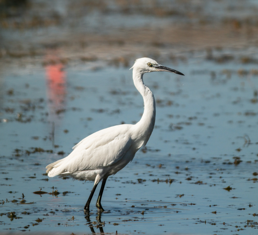 Küçük Ak Balıkçıl