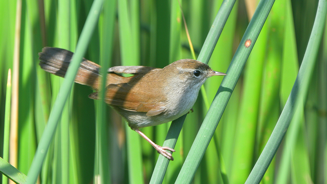 Cetti`s Warbler