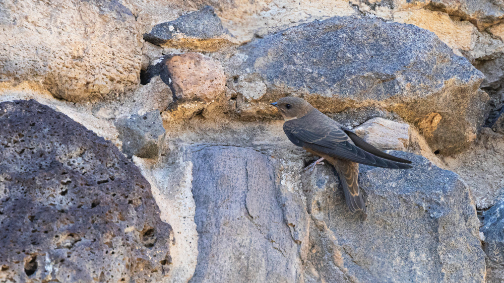 Eurasian Crag Martin