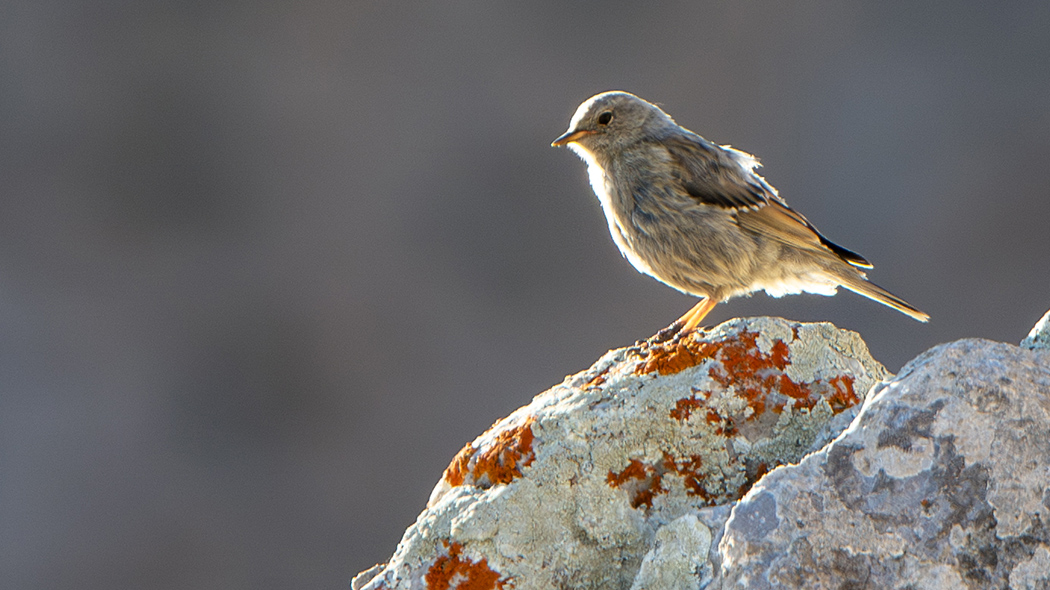 Alpine Accentor