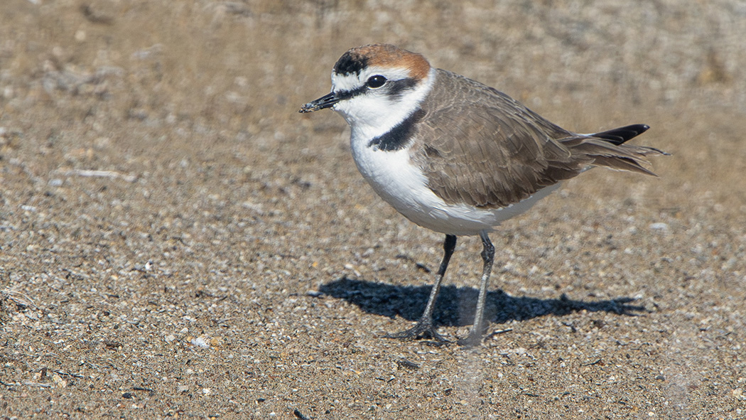 Kentish Plover