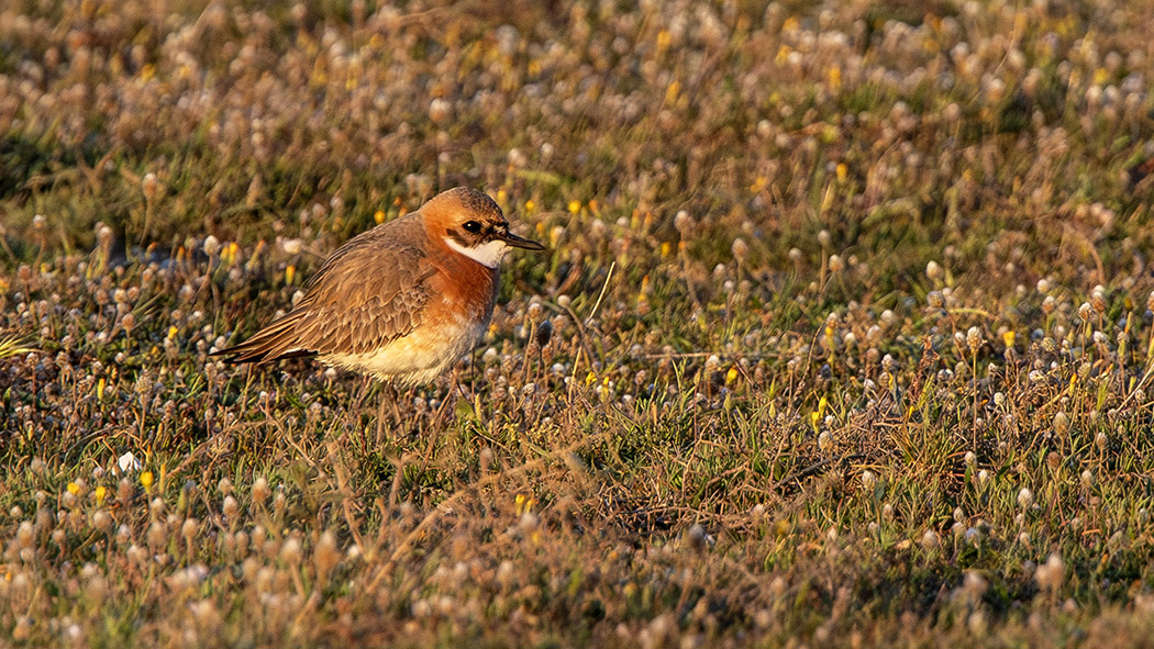 Greater Sand Plover
