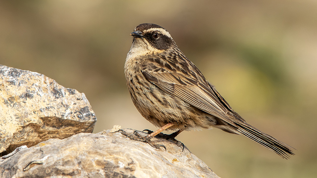 Radde`s Accentor