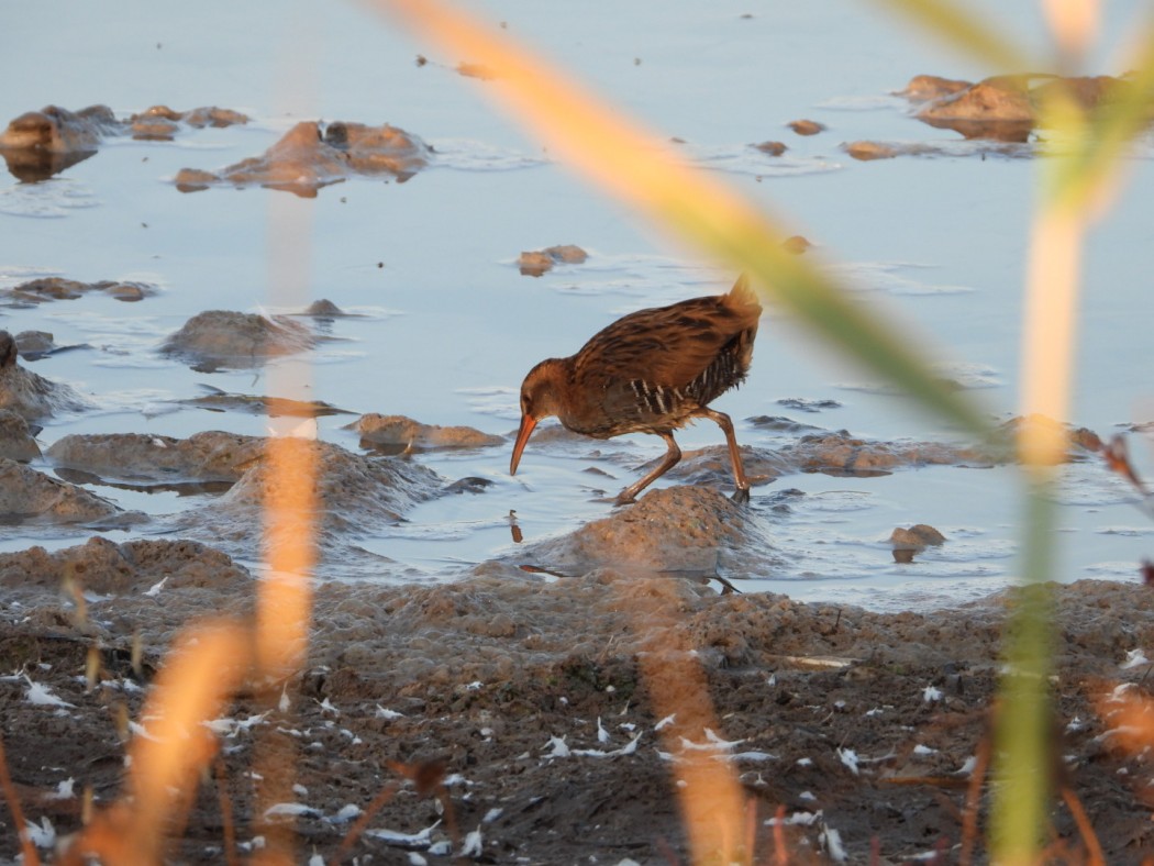 Water Rail