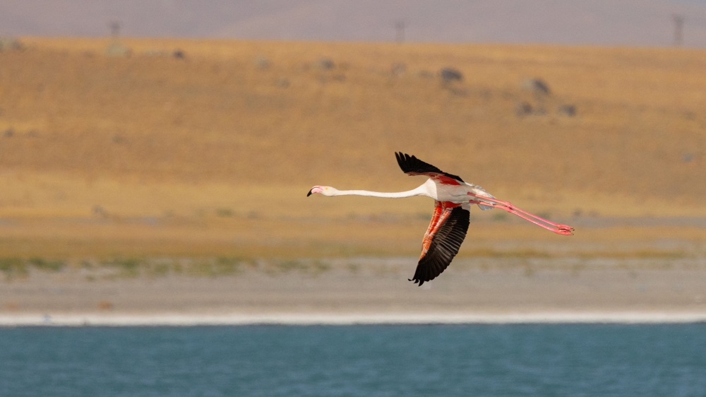 Flamingo