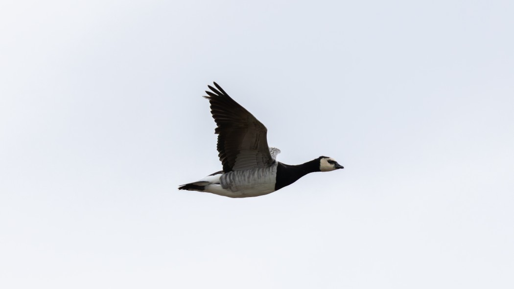 Barnacle Goose