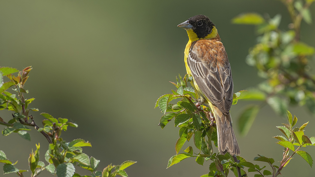 Black-headed Bunting
