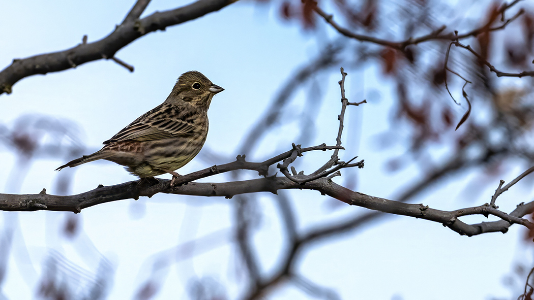 Yellowhammer