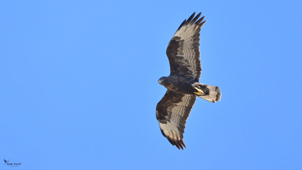 Long-legged Buzzard