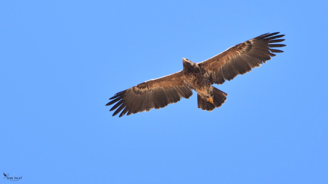 Lesser Spotted Eagle