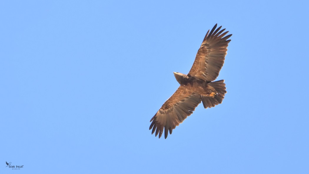 Lesser Spotted Eagle