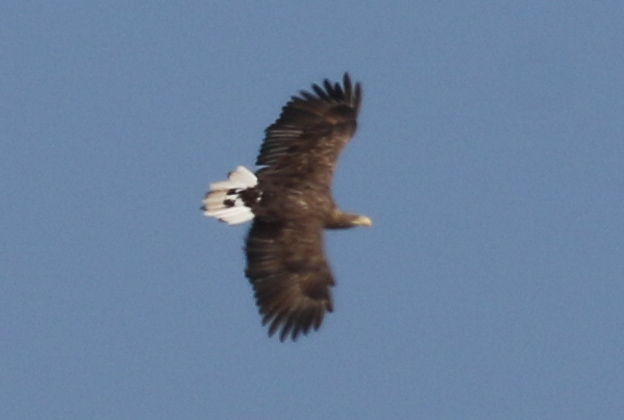Akkuyruklu Kartal