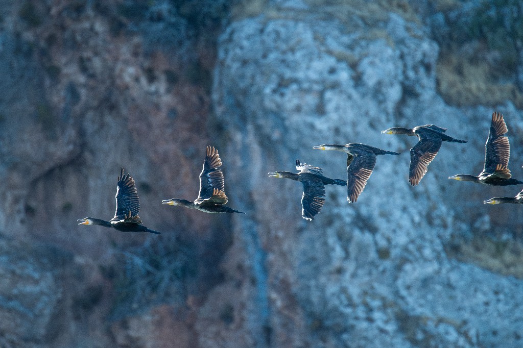 Great Cormorant