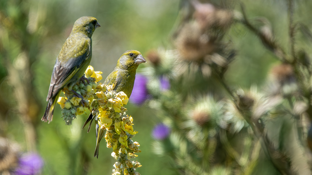 European Greenfinch