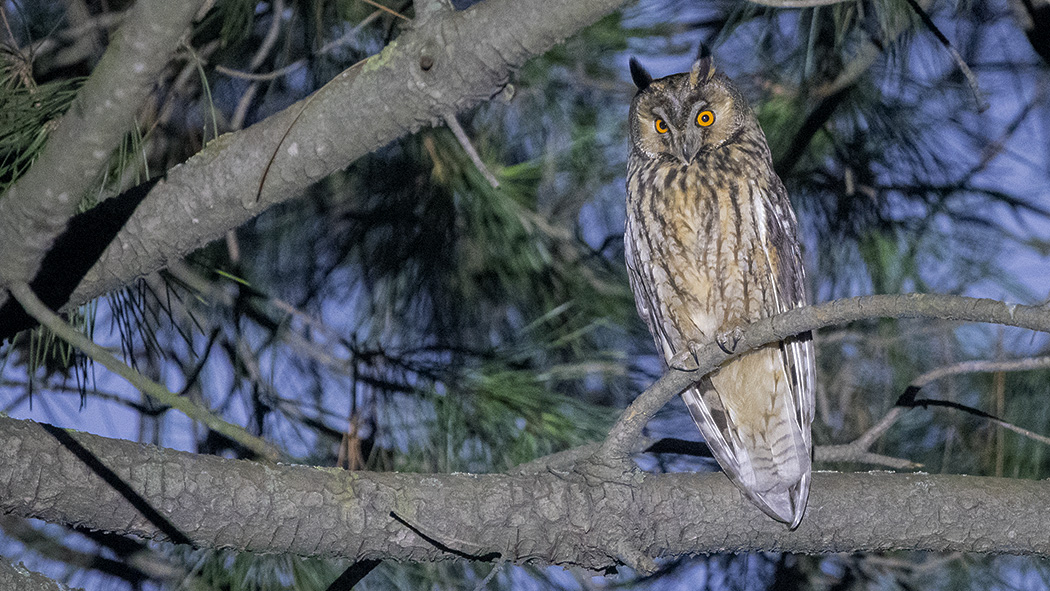 Long-eared Owl