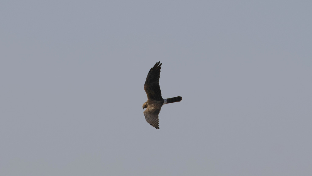 Pallid Harrier