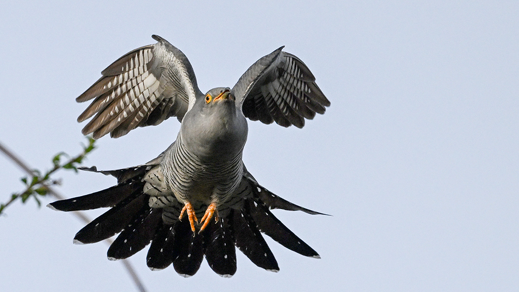 Common Cuckoo