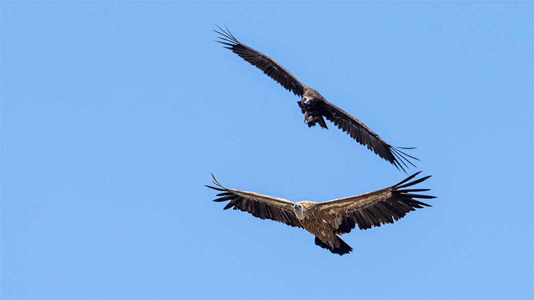 Griffon Vulture