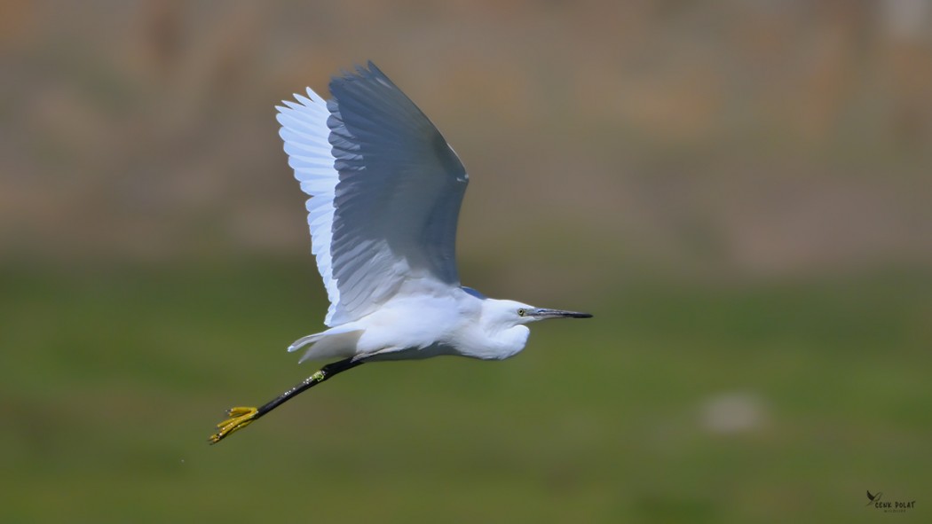 Little Egret