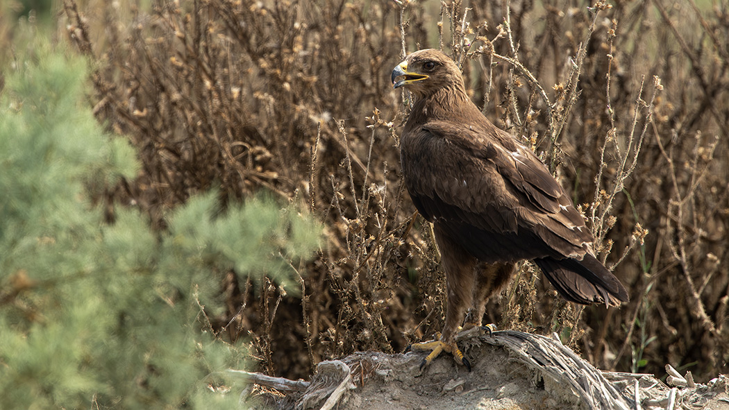 Lesser Spotted Eagle