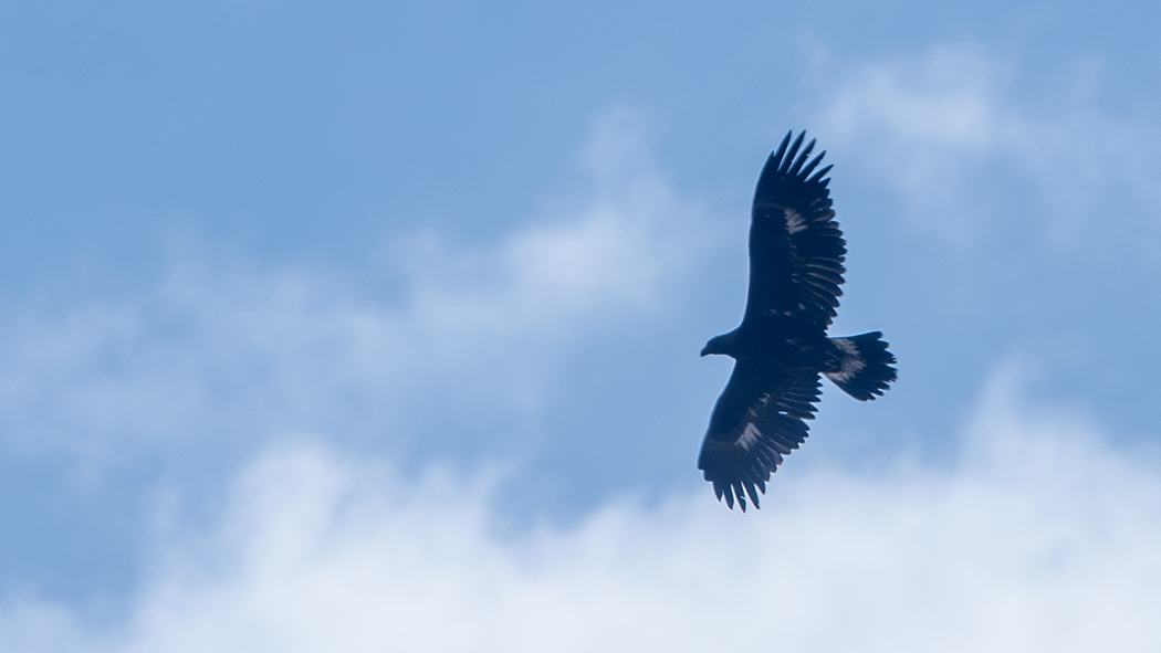 Golden Eagle