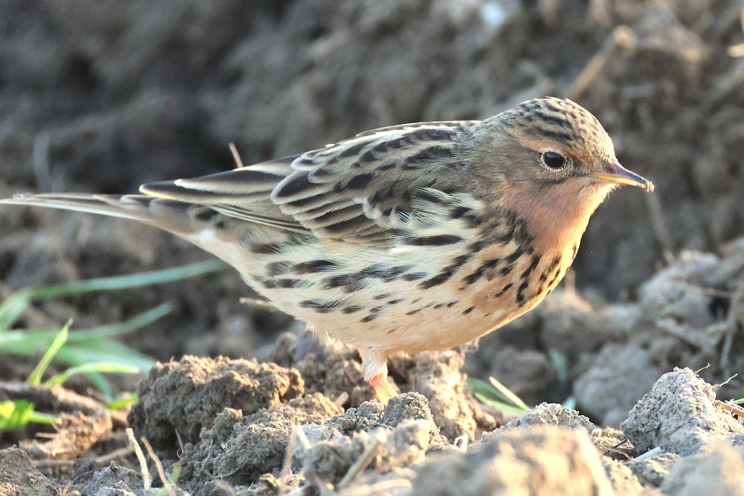 Red-throated Pipit
