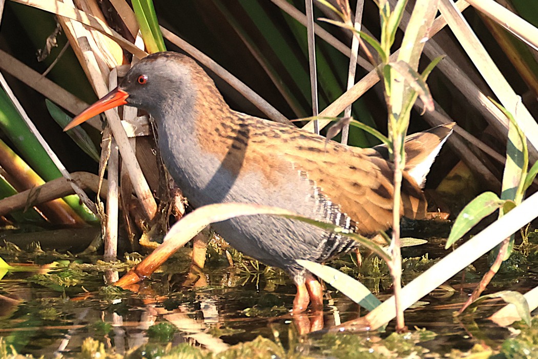 Water Rail