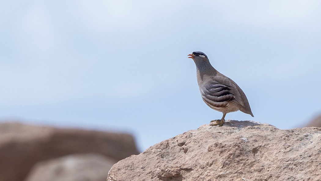 See-see Partridge