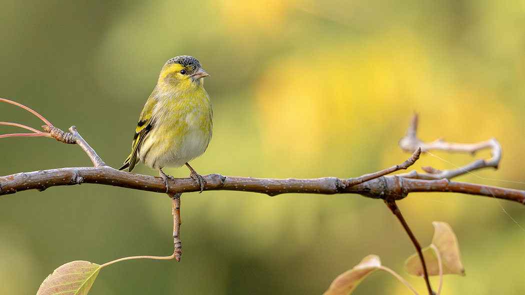 Eurasian Siskin