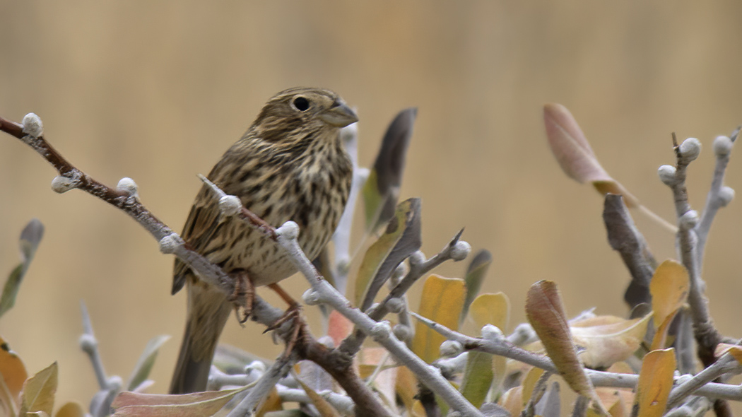 Corn Bunting