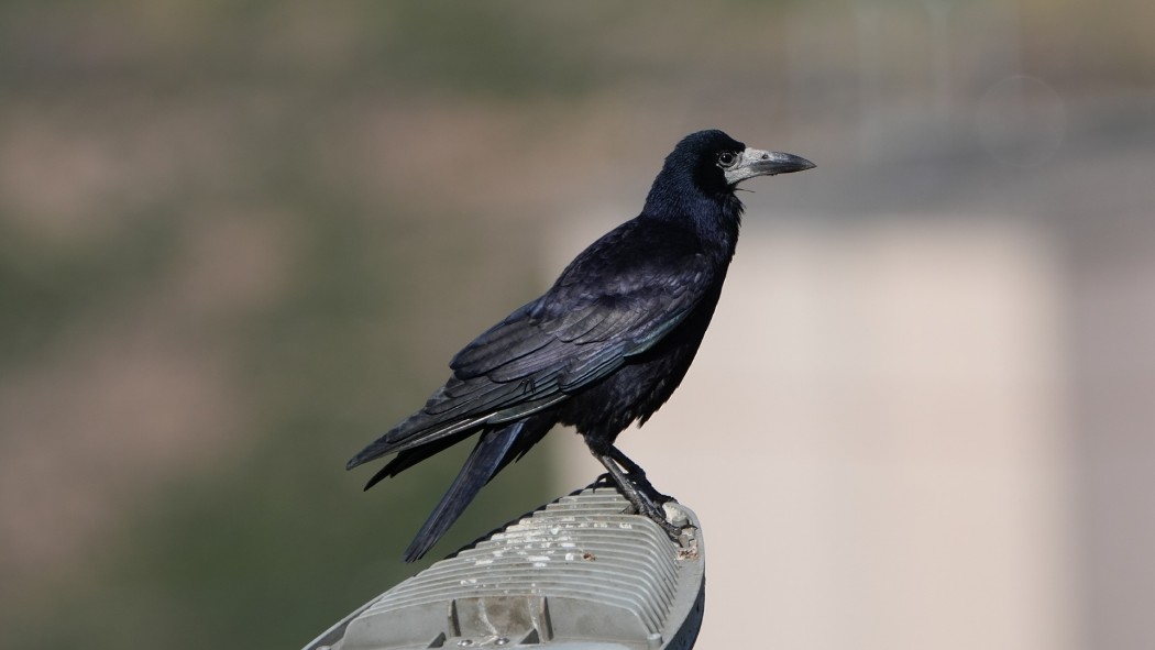 Ekin Kargası